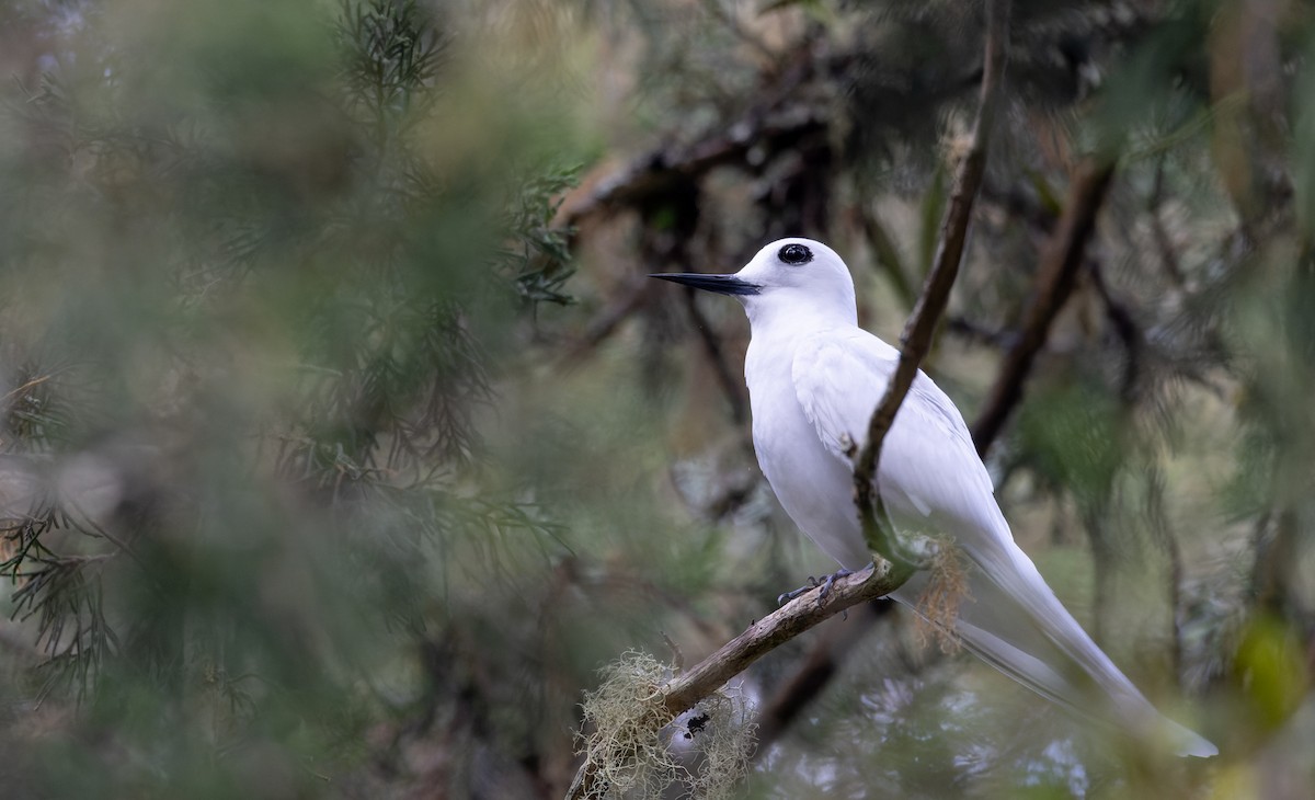 White Tern (Atlantic) - ML642928571