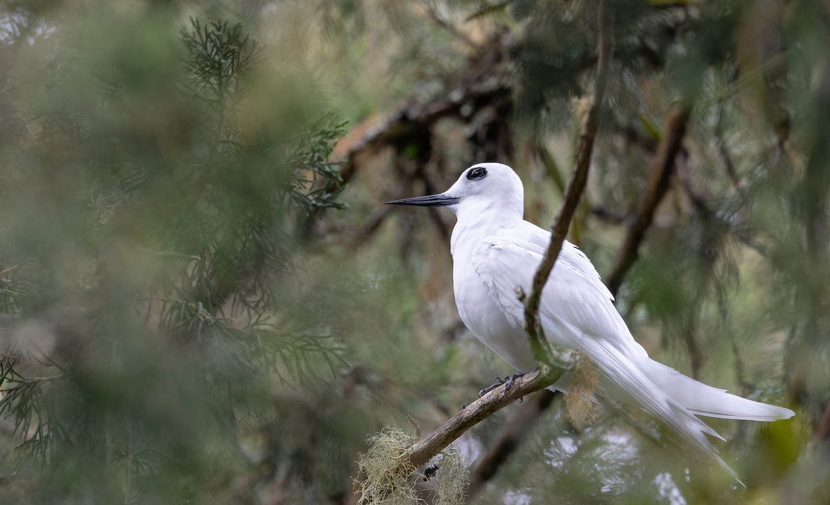 White Tern (Atlantic) - ML642928572
