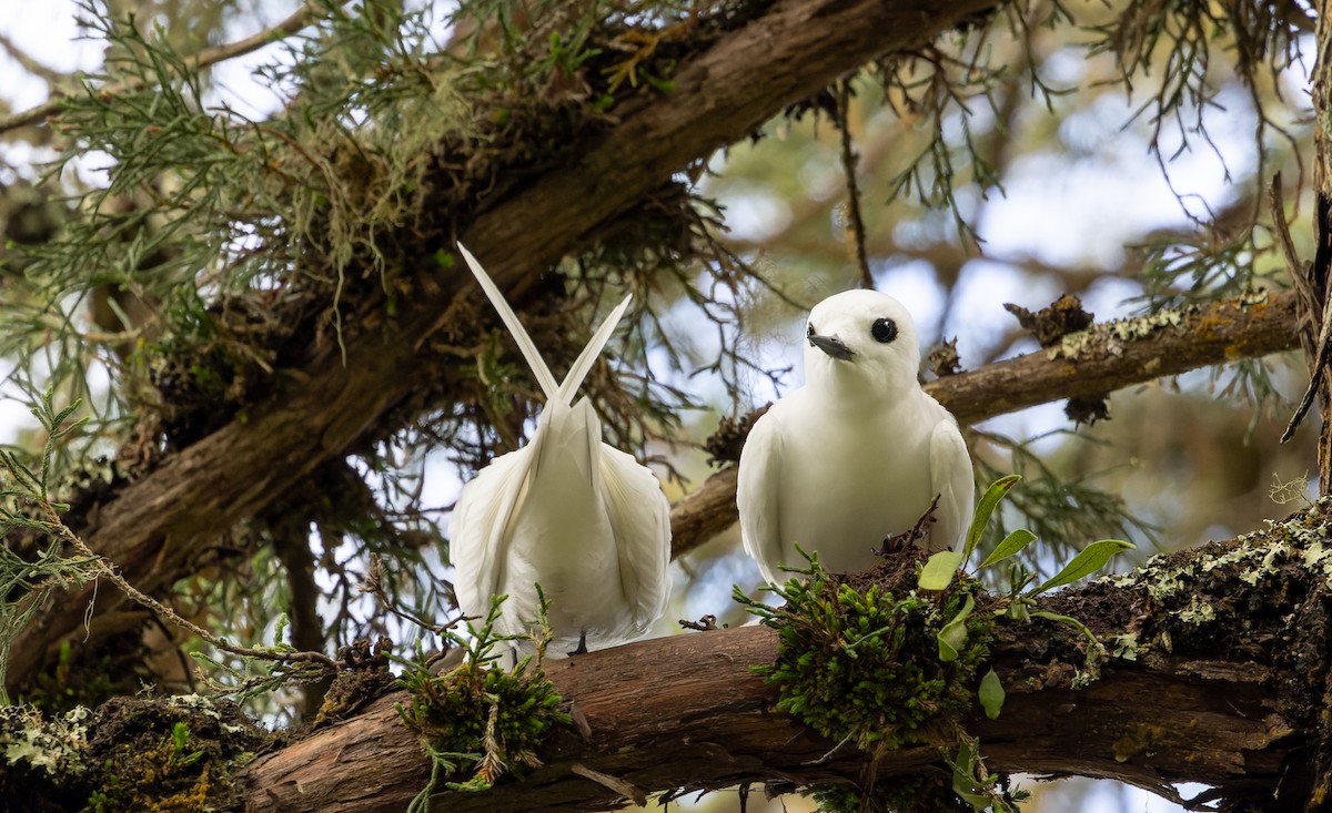 White Tern (Atlantic) - ML642928573