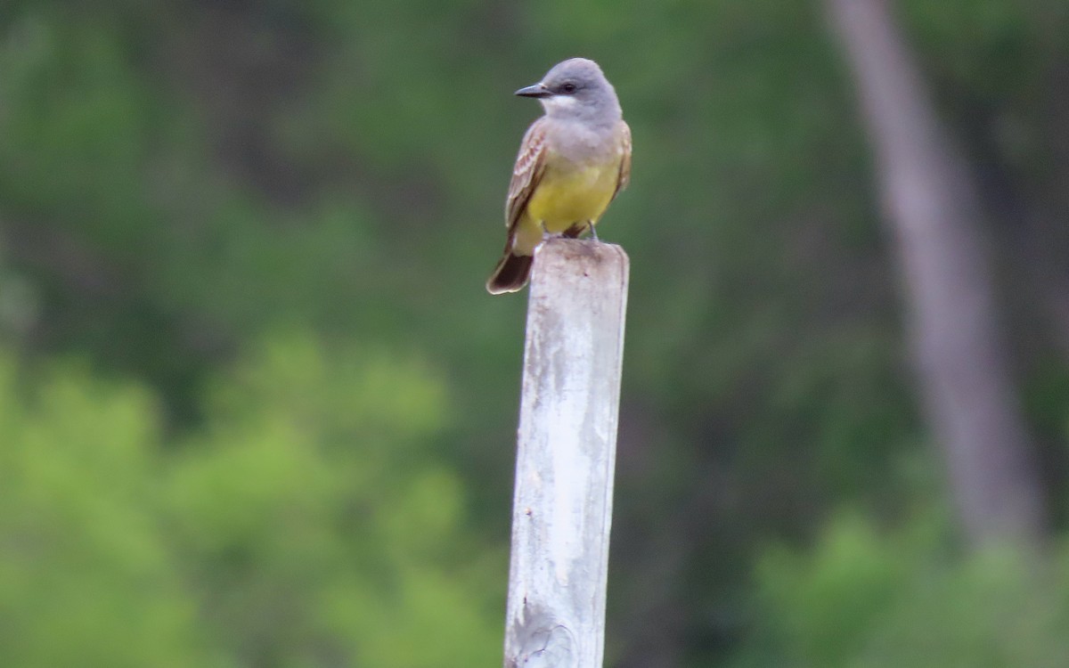Cassin's Kingbird - ML642928603