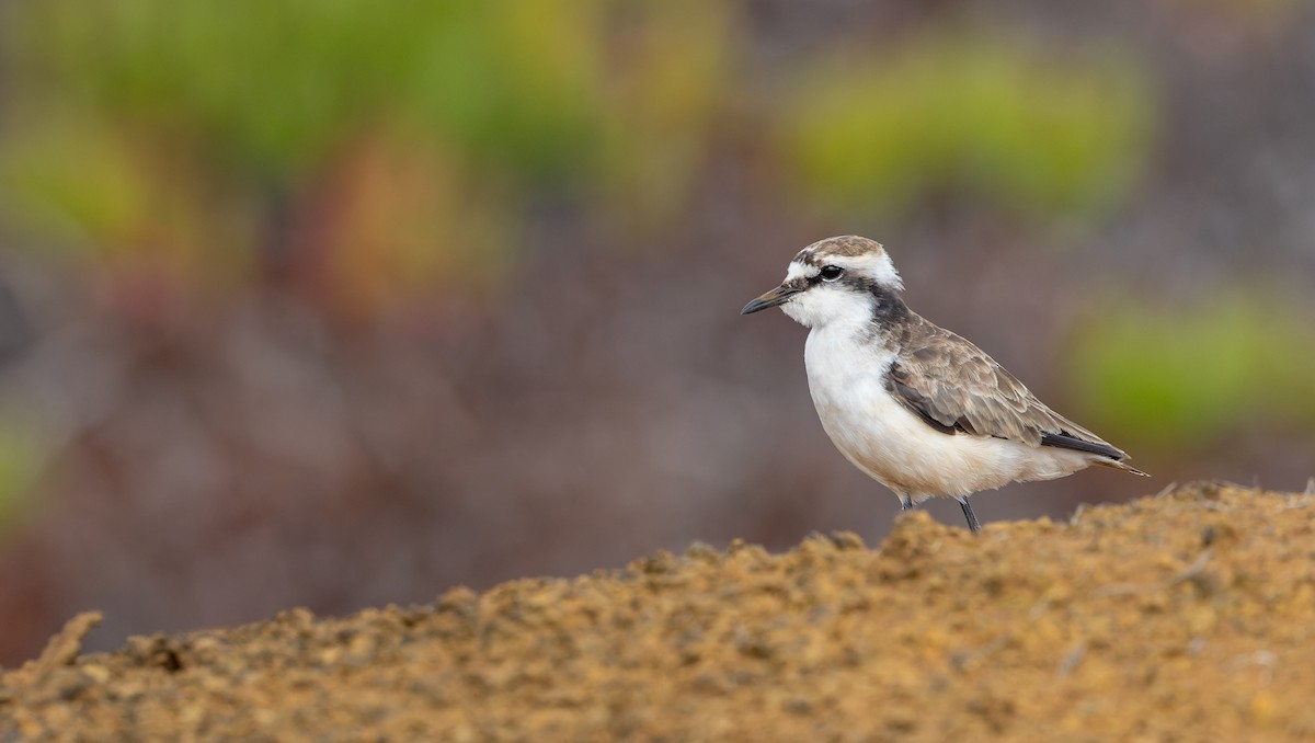 St. Helena Plover - ML642928614
