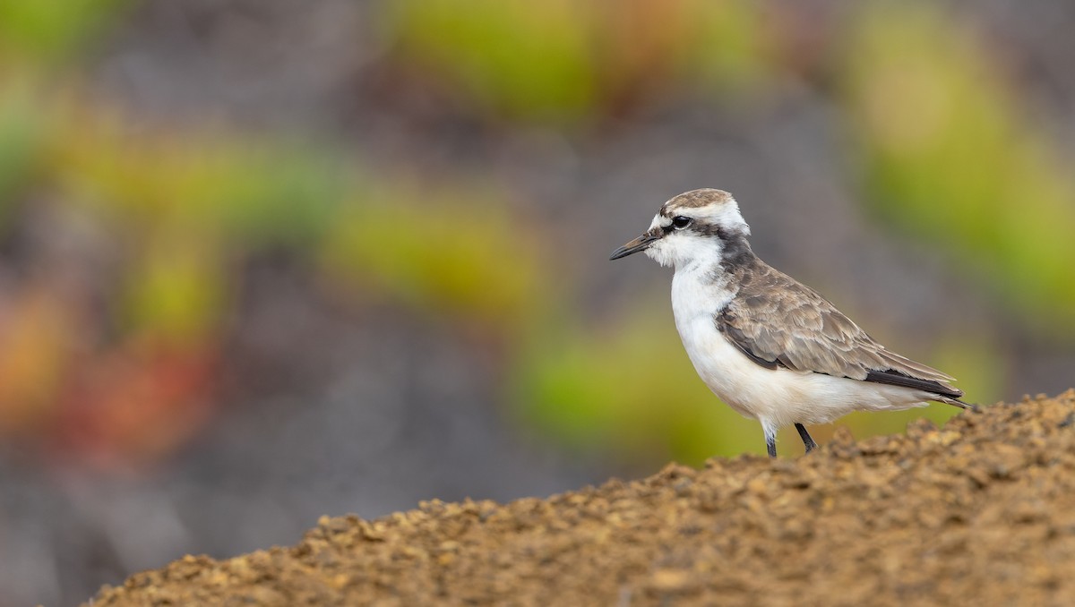St. Helena Plover - ML642928615