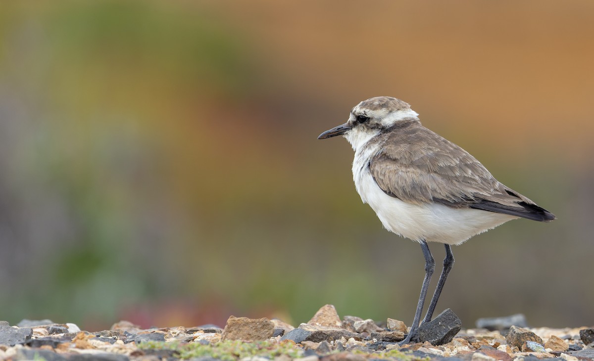 St. Helena Plover - ML642928616