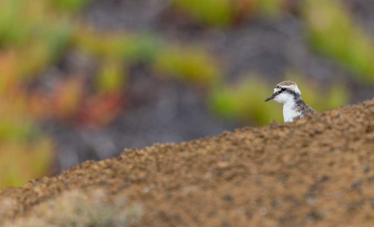 St. Helena Plover - ML642928617