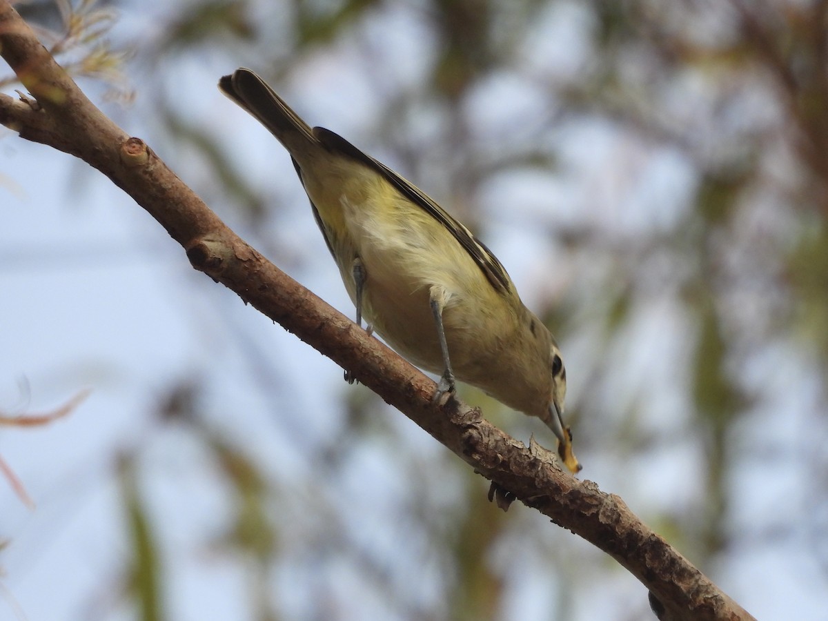 Cassin's Vireo - ML642928618