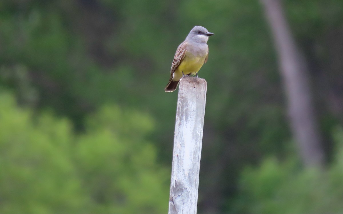 Cassin's Kingbird - ML642928619