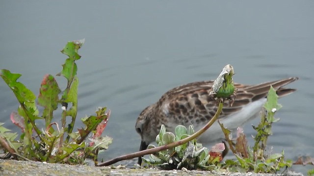 Least Sandpiper - ML642928649