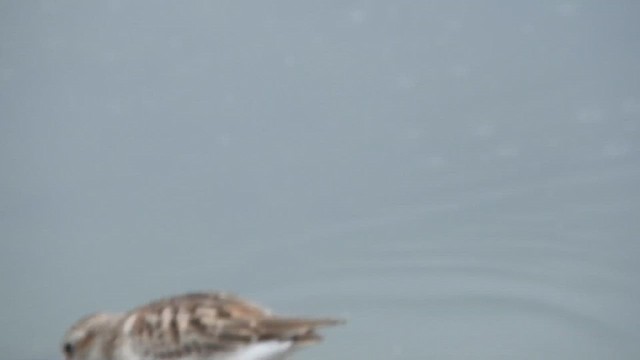 Least Sandpiper - ML642928650