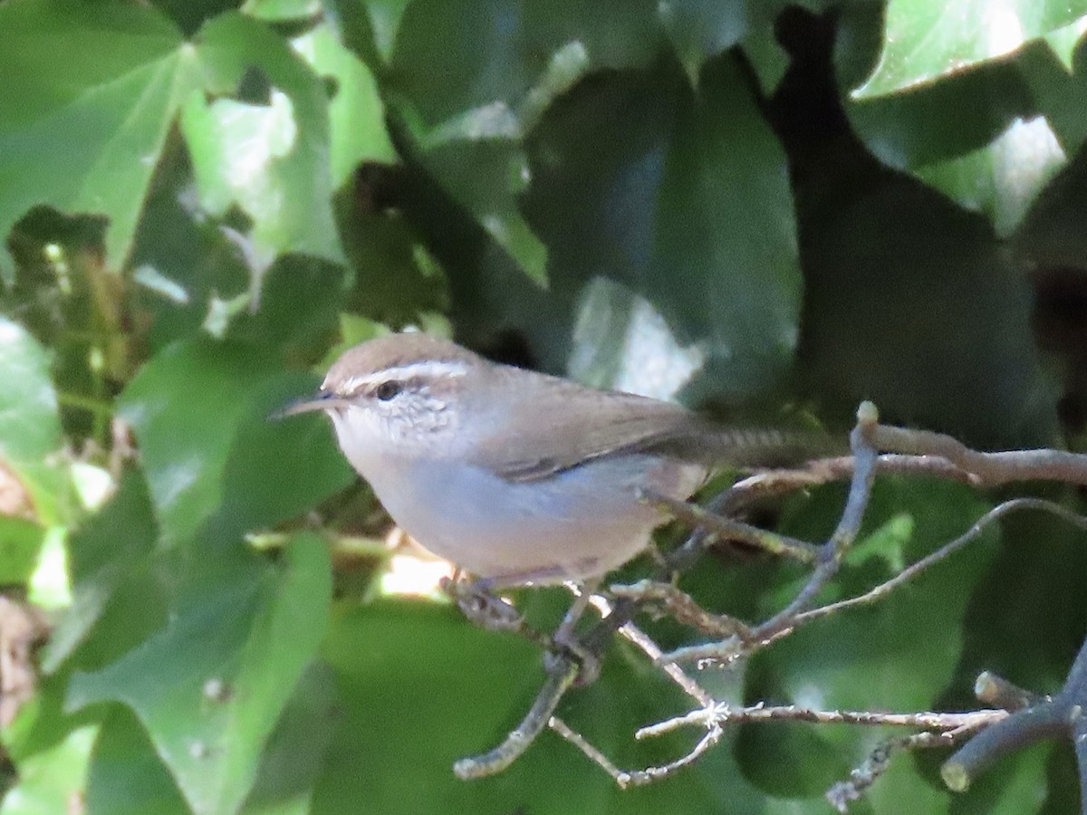Bewick's Wren - ML642928735