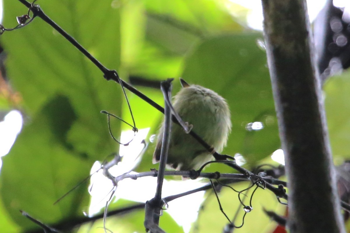 Scale-crested Pygmy-Tyrant - ML642928752