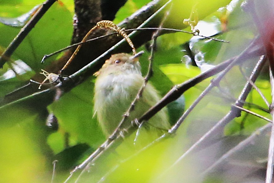 Scale-crested Pygmy-Tyrant - ML642928753