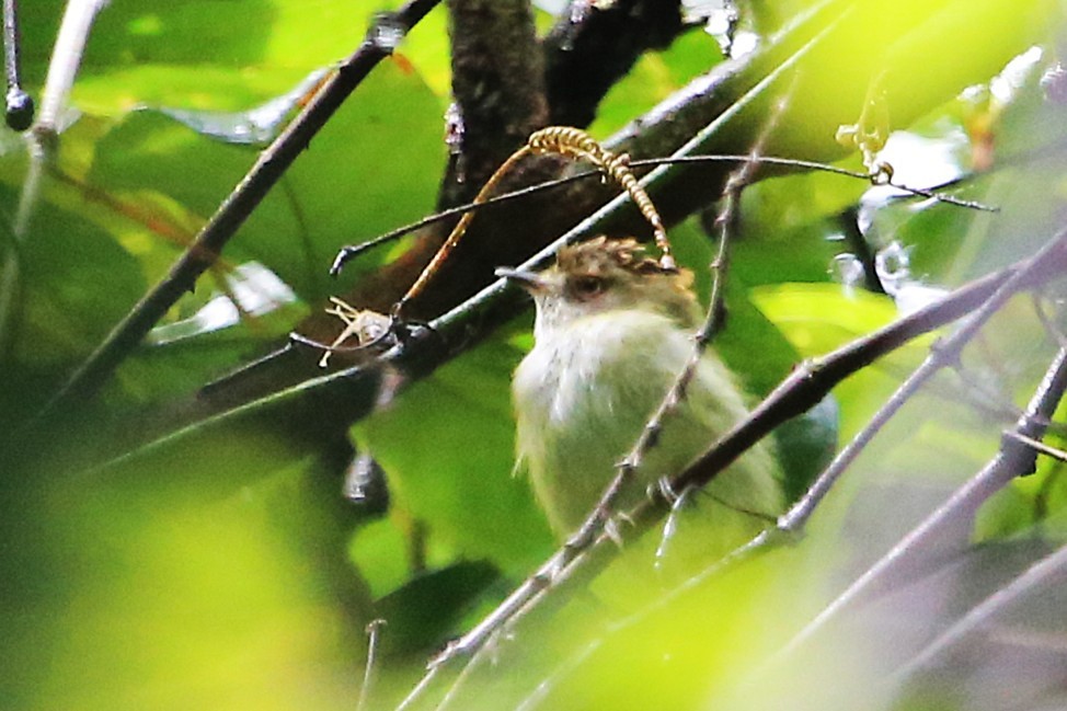 Scale-crested Pygmy-Tyrant - ML642928754