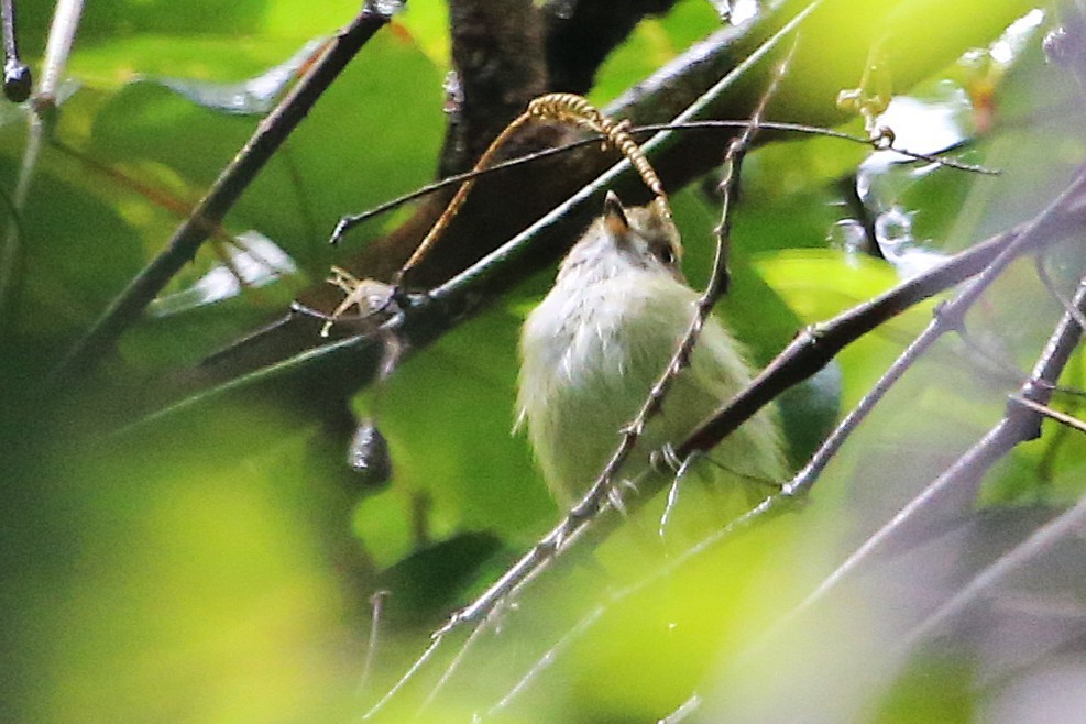 Scale-crested Pygmy-Tyrant - ML642928755