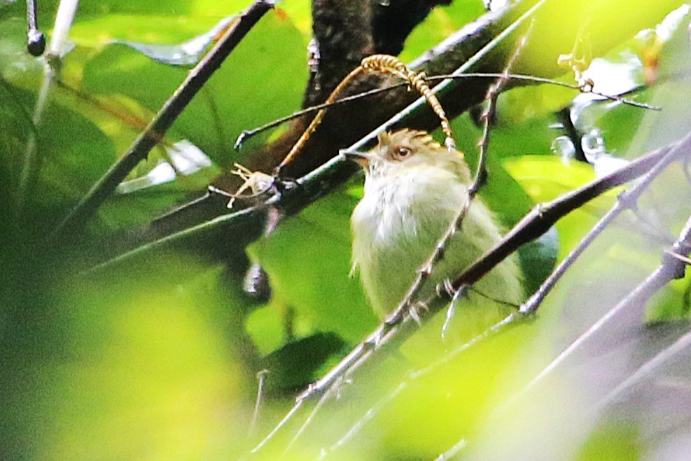 Scale-crested Pygmy-Tyrant - ML642928756