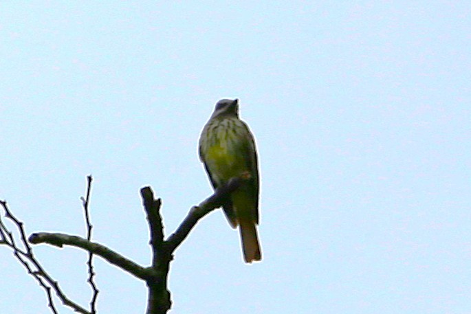 Sulphur-bellied Flycatcher - ML642928767