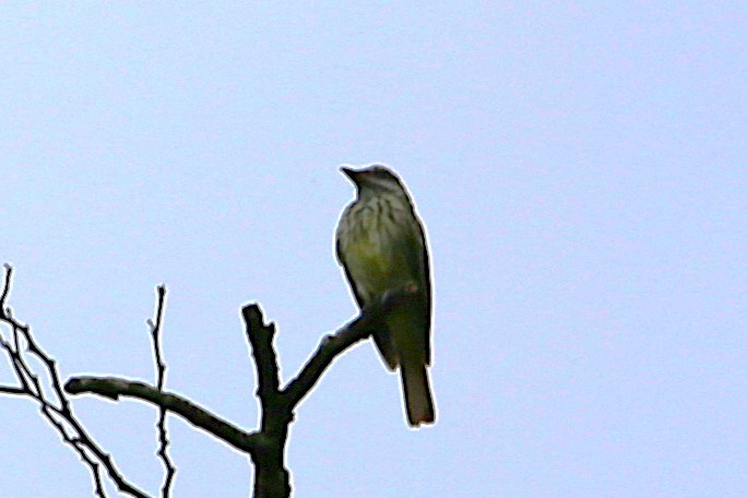 Sulphur-bellied Flycatcher - ML642928768