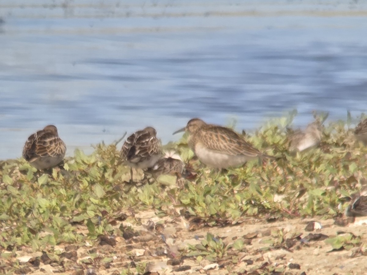 Pectoral Sandpiper - ML642928795