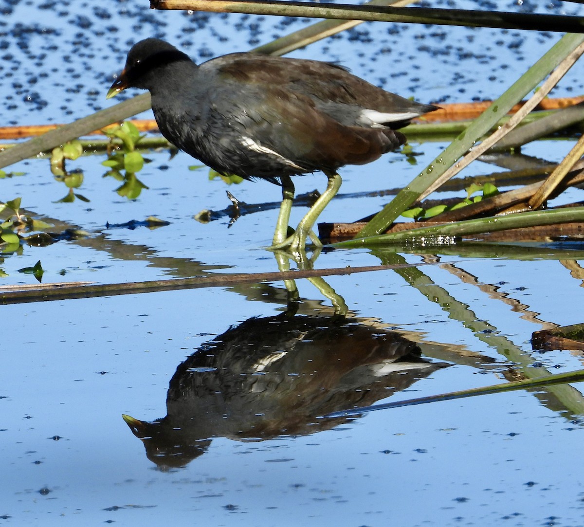 Common Gallinule - ML642928796