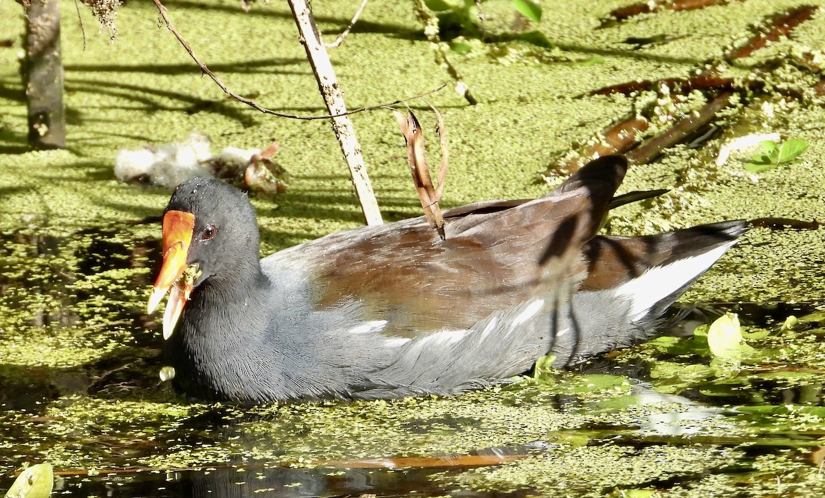 Common Gallinule - ML642928797