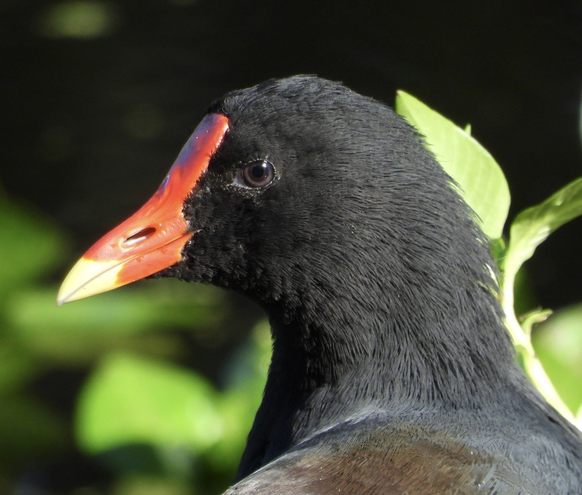 Common Gallinule - ML642928798