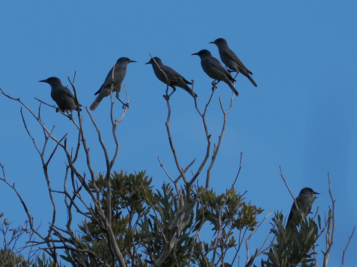 Pinyon Jay - ML642928809