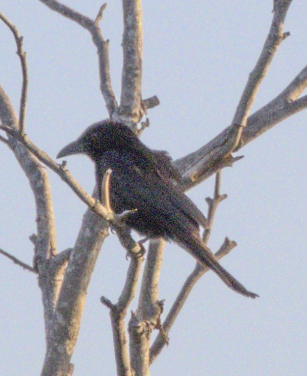 Spangled Drongo - ML642928814