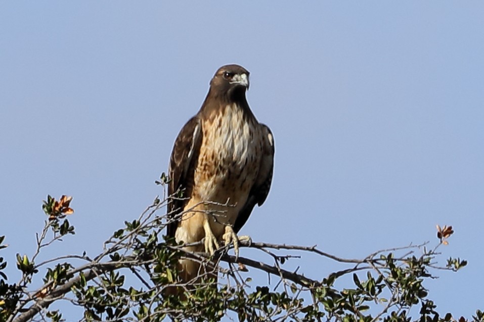 Red-tailed Hawk - ML642928845