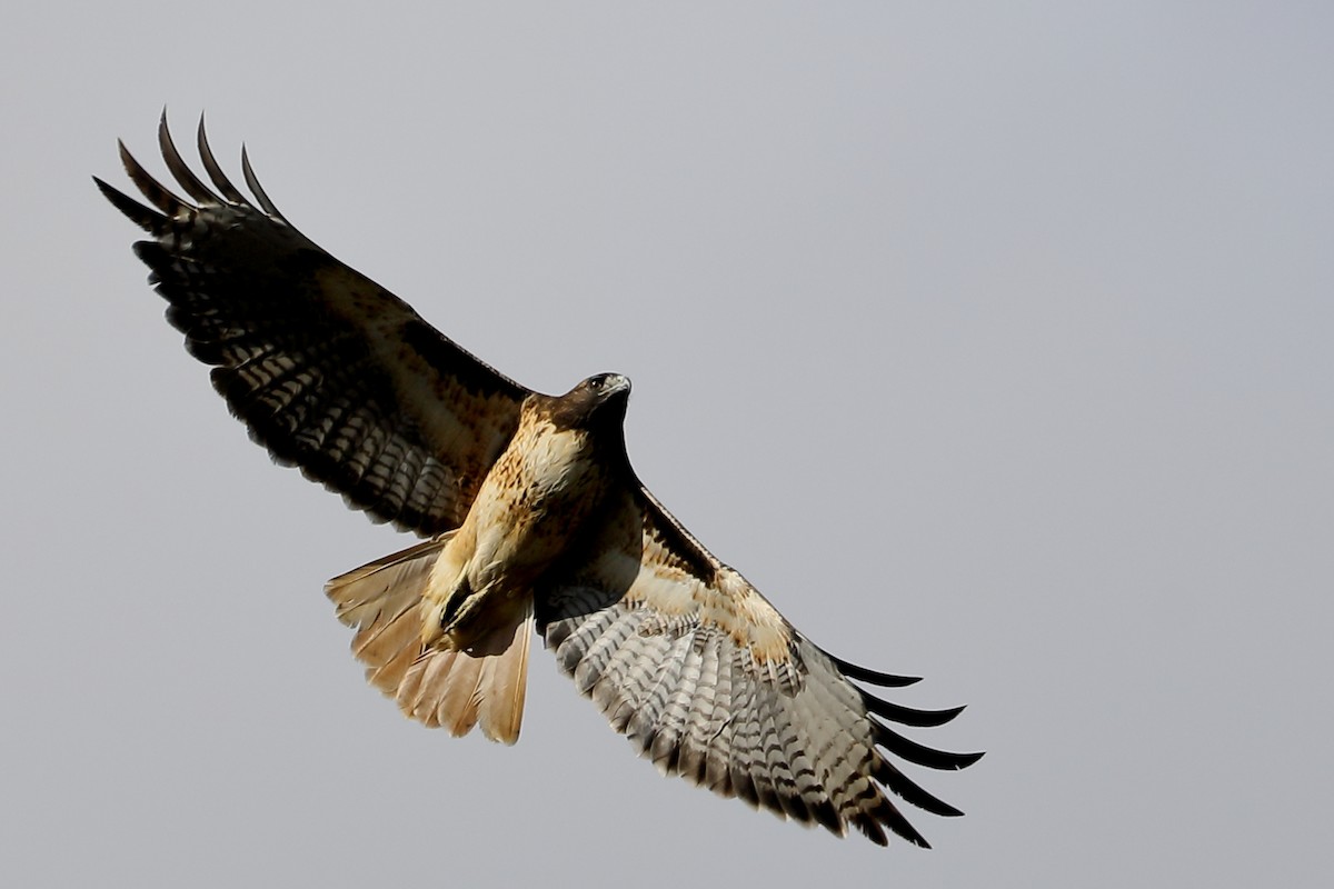 Red-tailed Hawk - ML642928846