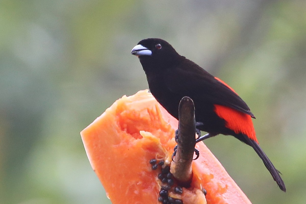Scarlet-rumped Tanager - ML642928852