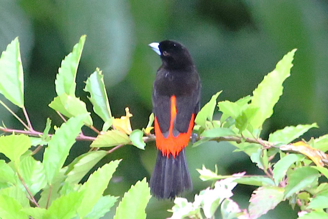 Scarlet-rumped Tanager - ML642928853