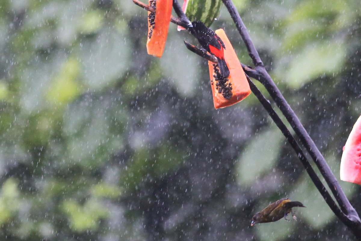 Scarlet-rumped Tanager - ML642928854