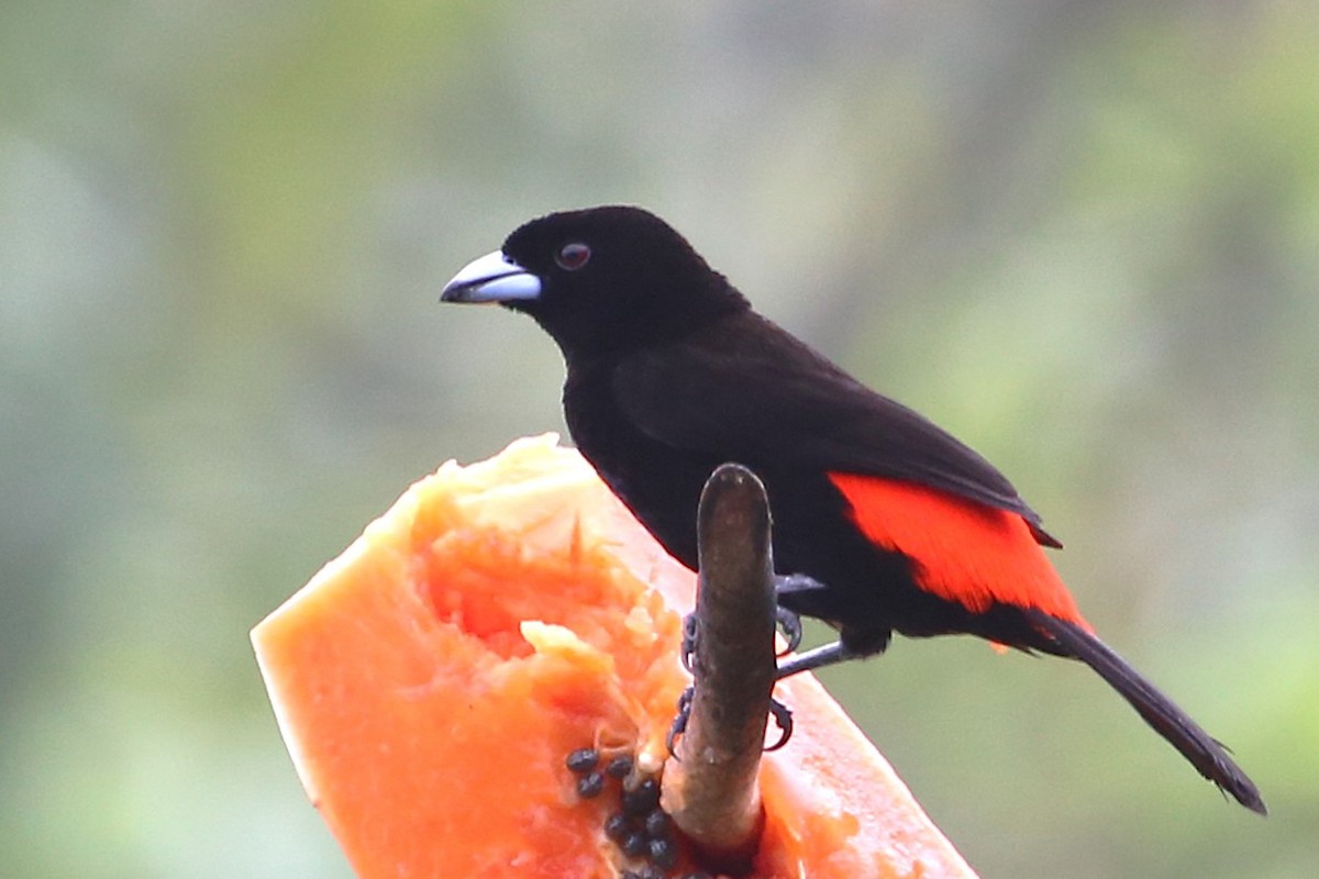 Scarlet-rumped Tanager - ML642928855