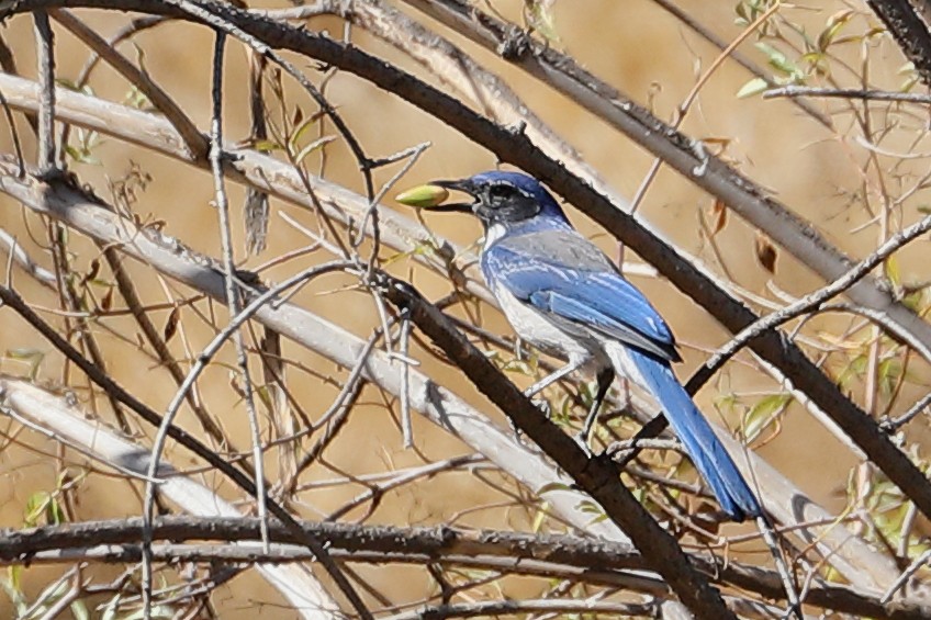 California Scrub-Jay - ML642928867