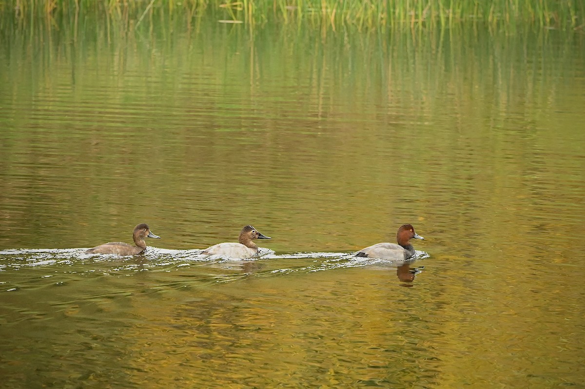 Canvasback - ML642928886