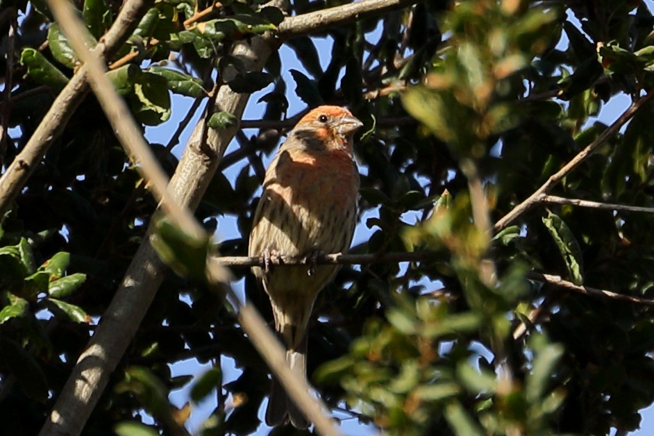 House Finch - ML642928887