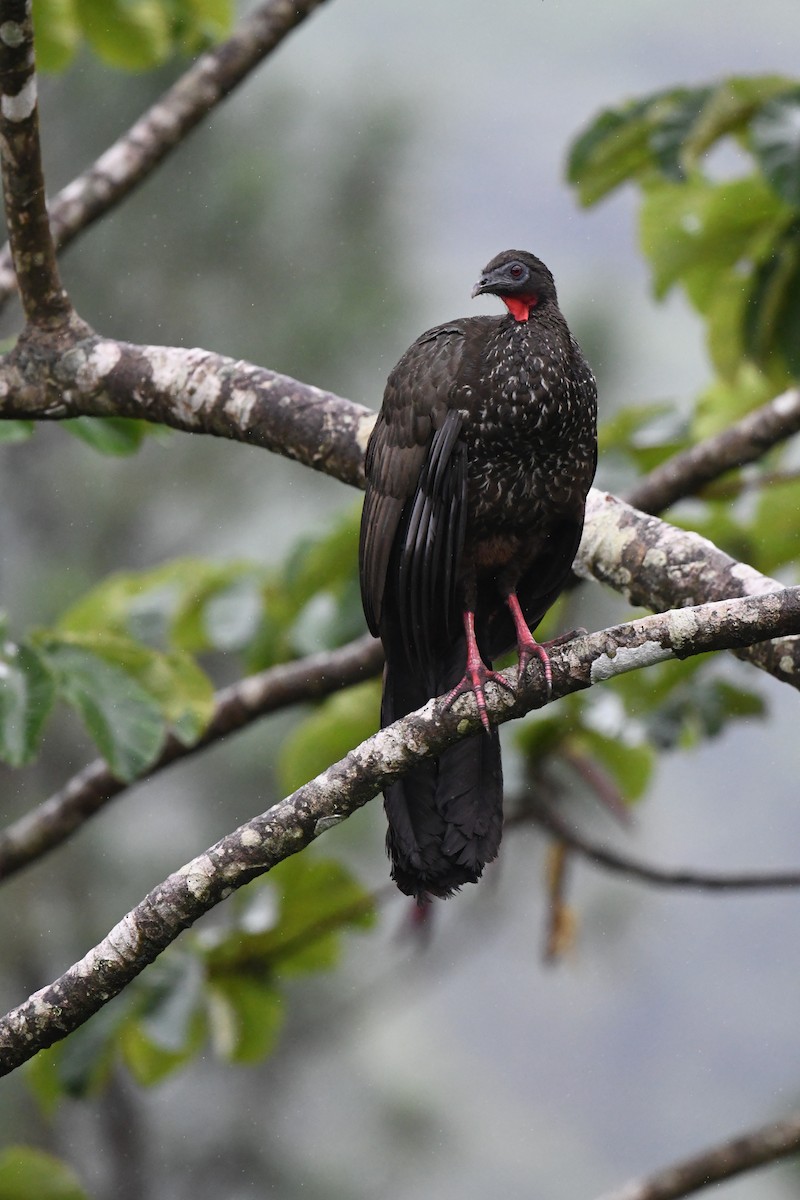 Crested Guan - ML642928890