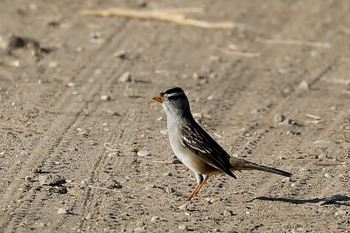 White-crowned Sparrow - ML642928899