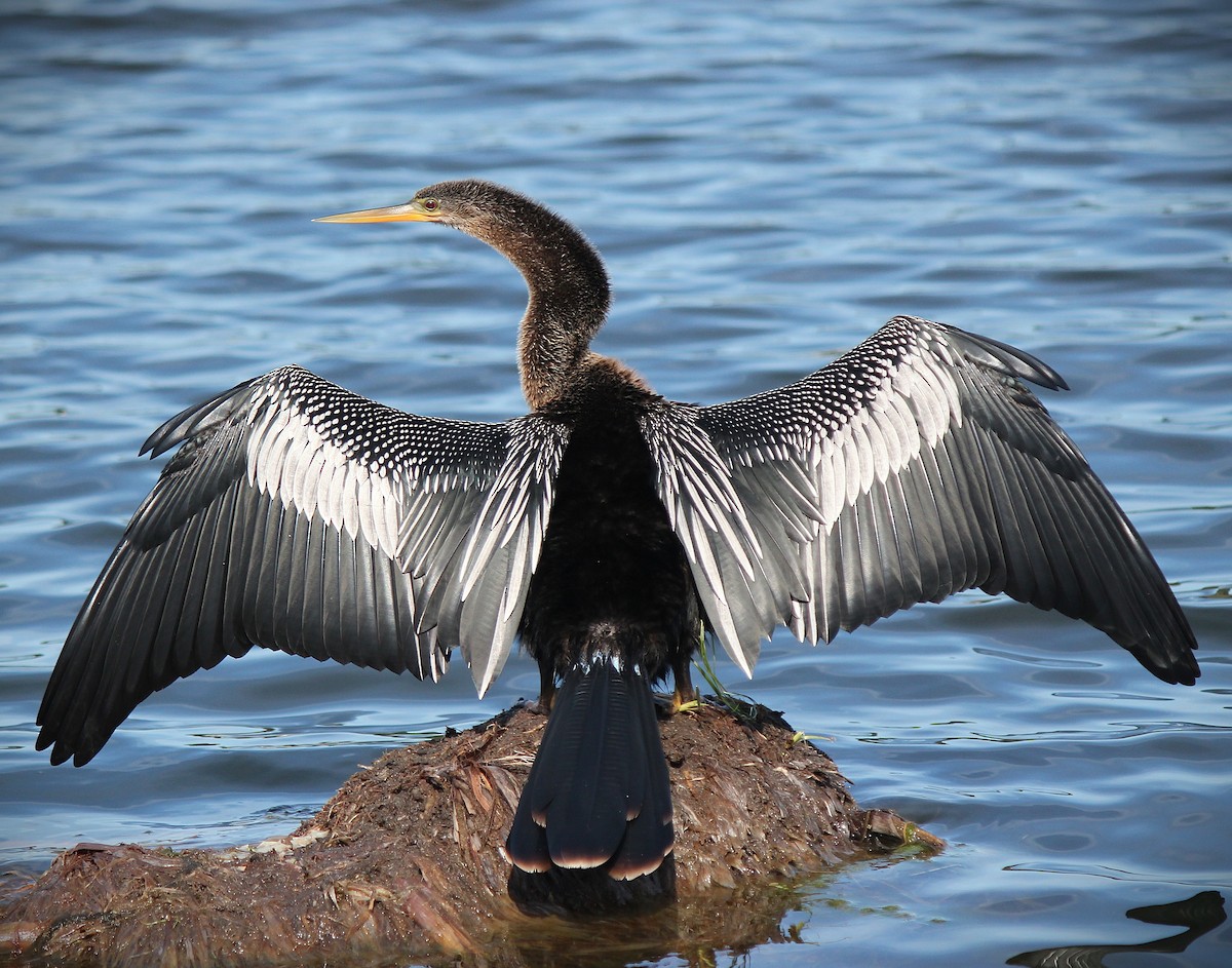 Anhinga - ML642928901