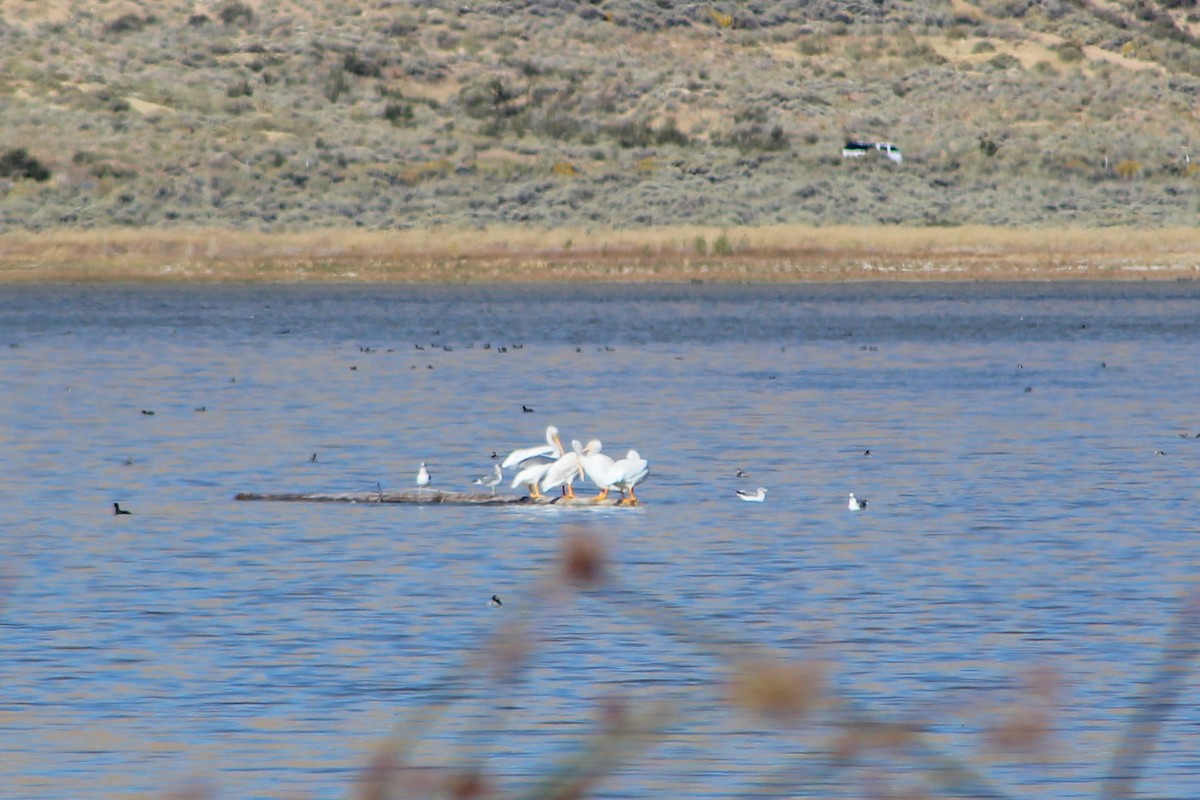 American White Pelican - ML642928915