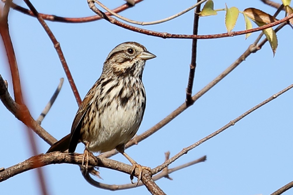 Song Sparrow - ML642928916