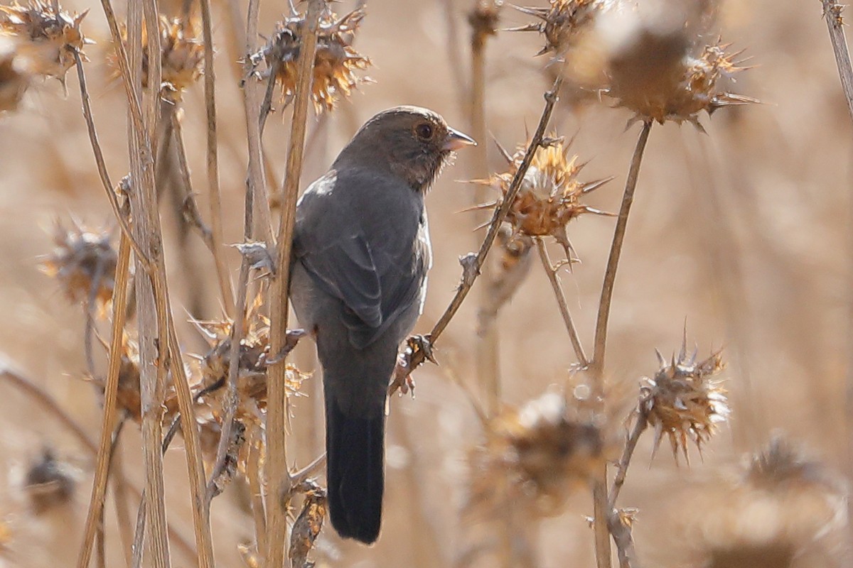 California Towhee - ML642928952