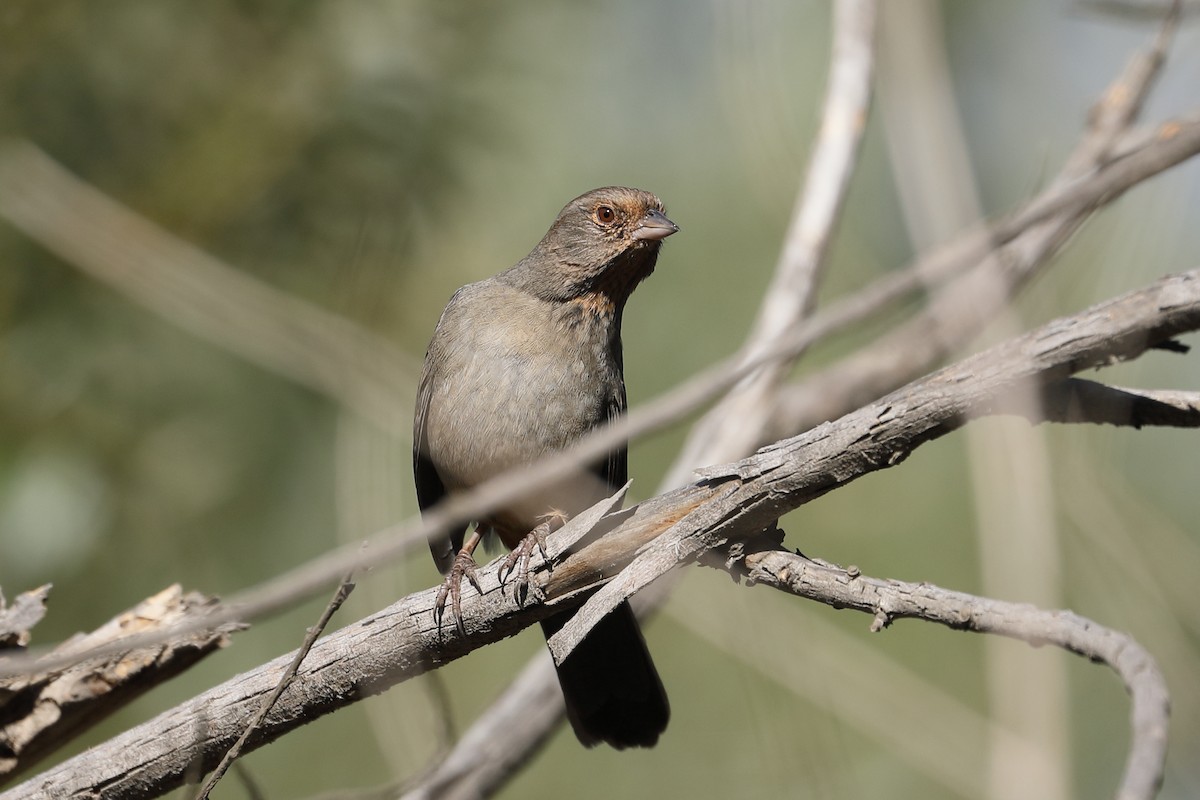 California Towhee - ML642928953