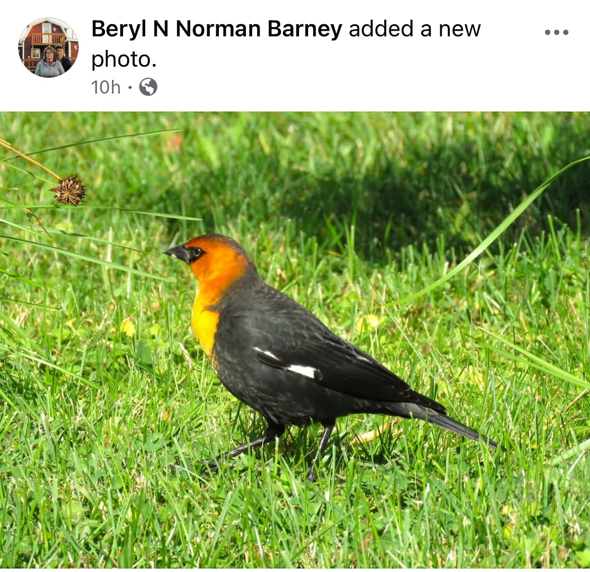Yellow-headed Blackbird - ML642928966