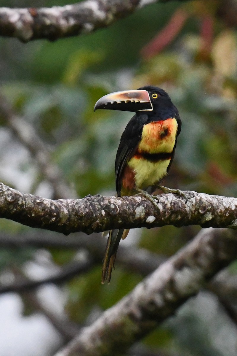 Collared Aracari - ML642928968