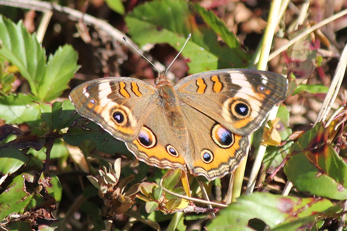 Common Buckeye - ML642928973