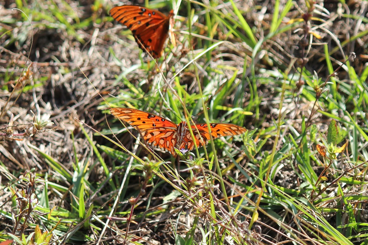 Gulf Fritillary - ML642928974