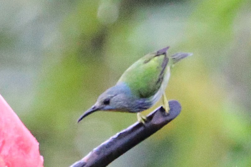 Shining Honeycreeper - ML642928990