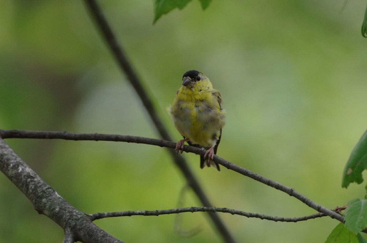 gulstillits - ML642928996