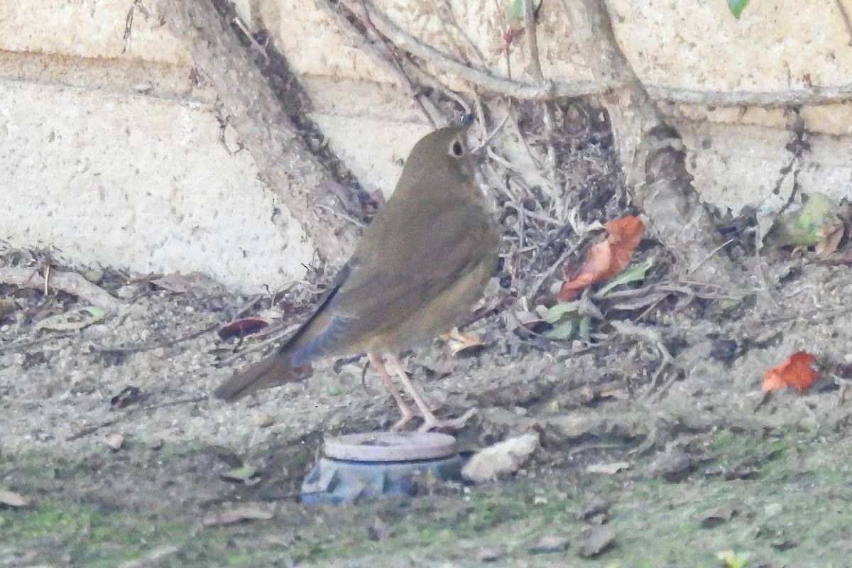 Swainson's Thrush - ML642929041