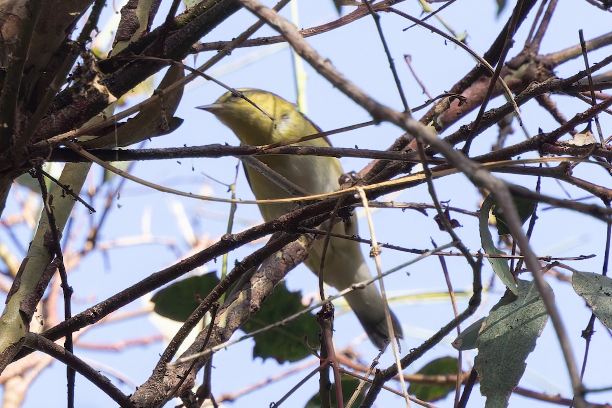 Tennessee Warbler - ML642929047